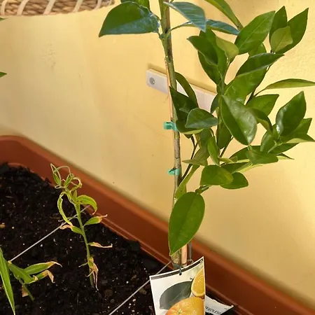 Olhos Do Mar 209 Grande Terraco Vista Mar Apartamento Olhos de Agua (Albufeira)