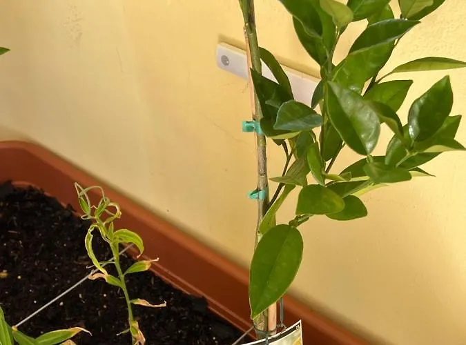 Olhos Do Mar 209 Grande Terraco Vista Mar 아파트 올류스 데 아구아